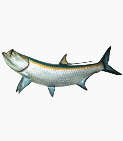 Tarpon